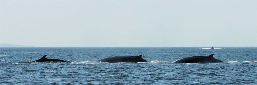 In the foreground, 3 fin whales surface. In the background a ship is getting closer for an observation.