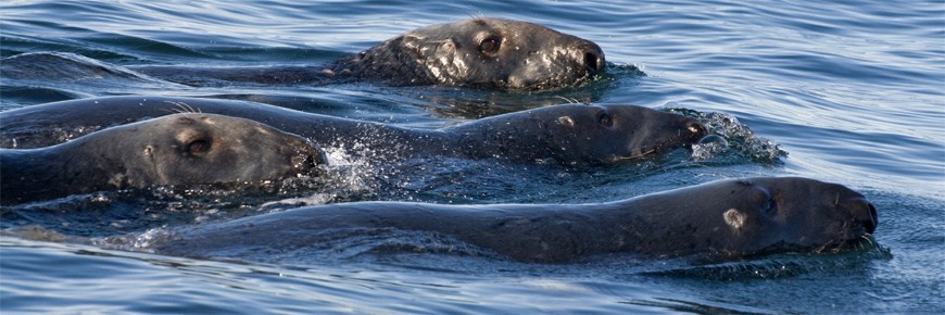 Un groupe de phoques gris nageant à la surface de l’eau.