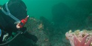 Une plongeuse en équipement de plongée découvre le fond marin parsemé d’étoiles de mer, d’anémones et d’oursins.