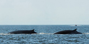 In the foreground, 2 fin whales surface. In the background a ship is getting closer for an observation. 