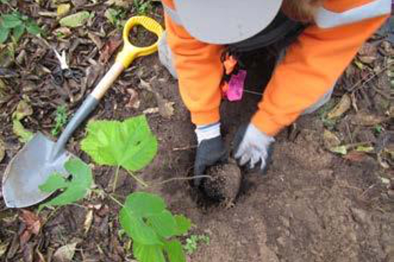 A person planting a red mulberry seedling.