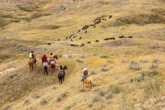 Vue aérienne de cinq personnes à cheval sur une colline surplombant un paysage où des bovins broutent dans les pâturages.