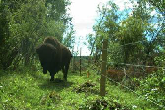An adult bison beside a fence.