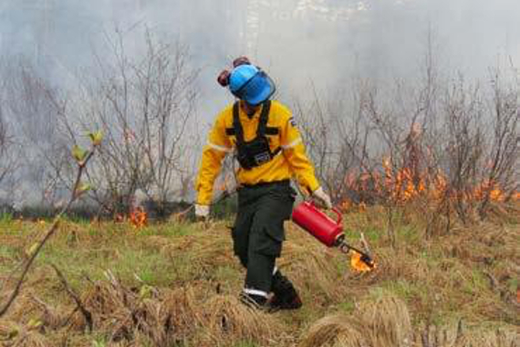 Un travailleur mettant le feu à l’herbe sèche à l’aide d’un lance-flammes.