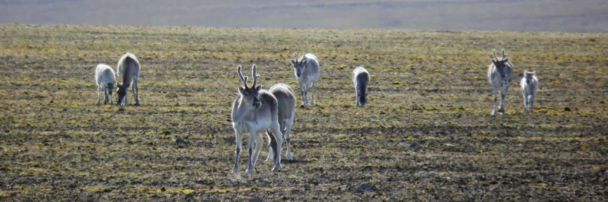 HuitÂ caribous de Peary dans la toundra.