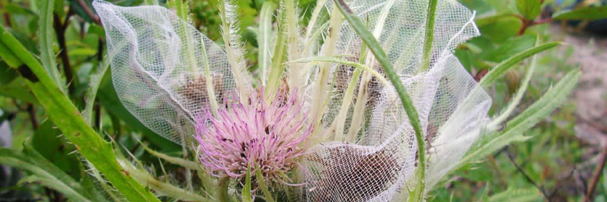 A purplish Mingan thistle plant surrounded by netting.