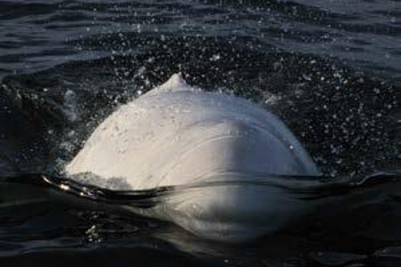A beluga whale surfacing.