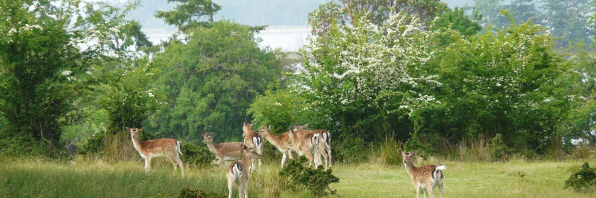 Group of invasive European fallow deer browsing in lawn-like habitat