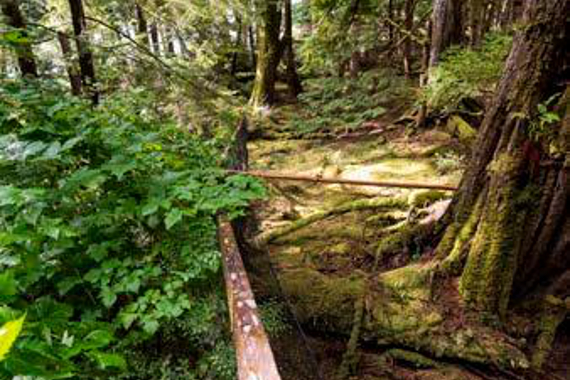Une petite clôture sépare deux secteurs d’une forêt, dont une forêt aux sous-bois et l’autre sans sous-bois.