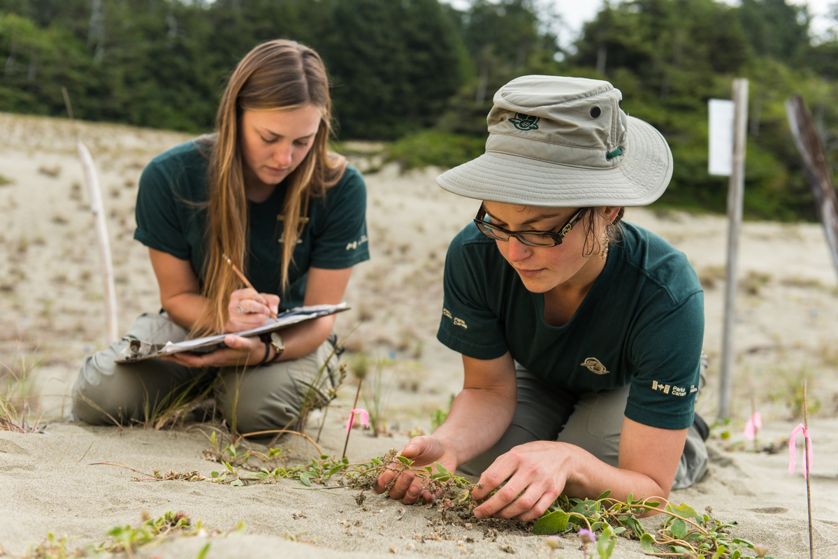 Two Parks Canada employees conducting a vegetation survey on a beach.