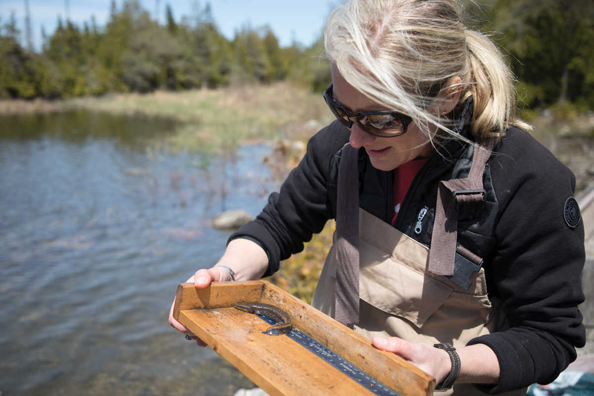 La ministre McKenna, portant des bottes-pantalon dans un ruisseau au Parc national de la Peninsule bruce, mesure un amphibien à l’aide d’un outil en bois. 