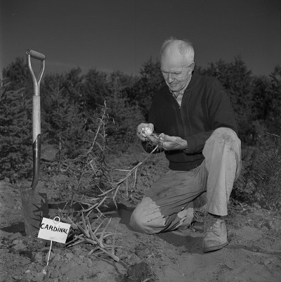 Photo historique d'un homme dehors qui travaillent avec des plantes