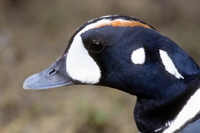 La tête d'un canard avec des couleurs noir et blanc