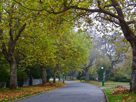 A curved road lined with large trees, lamp posts, and piles of leaves in autumn.