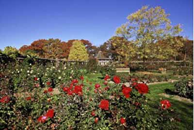 Photo de fleurs rouges dans un jardin historique