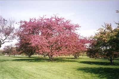 Photo d'un arbre rose dans un jardin historique