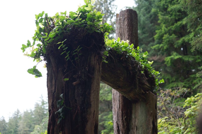 Poteaux en bois dans un environement de nature