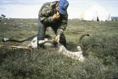 Une personne qui chasse le caribou