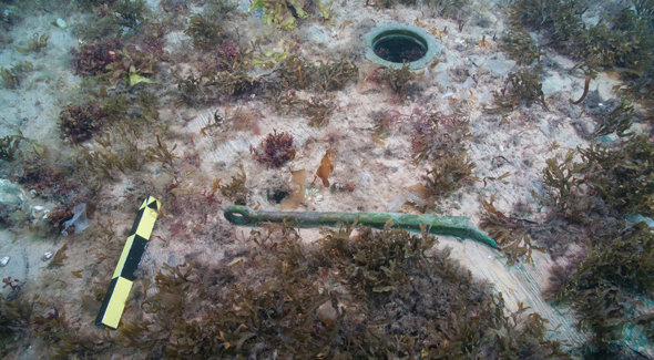A green rod is surrounded by marine vegetation. 
