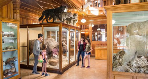 Exposition au Musée Banff avec des animaux naturalisés et des visiteurs qui les admirent