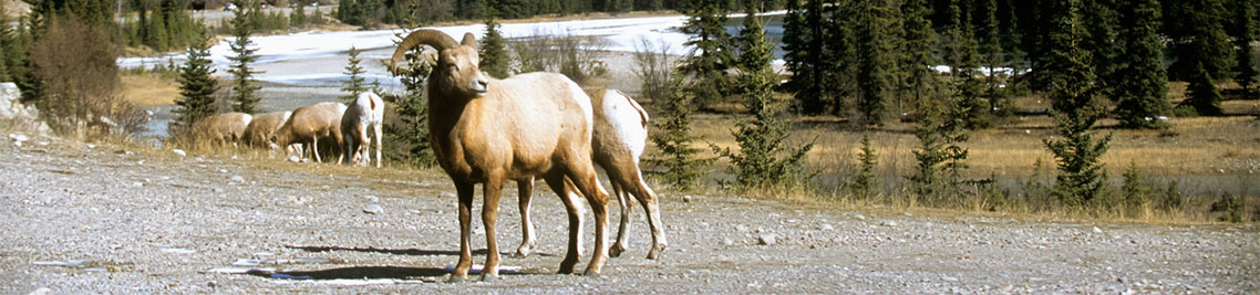 Mouflons d’Amérique au bord de la rivière Athabasca, en Alberta.