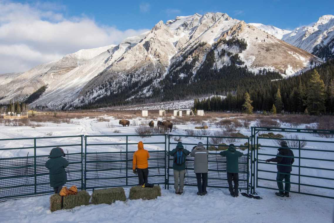 A group of people stand in front of a tall fence watching bison in a field, with a snow-capped mountain in the background.