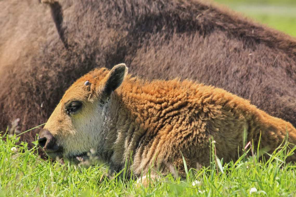 A bison calf is laying down beside the body of its mother.