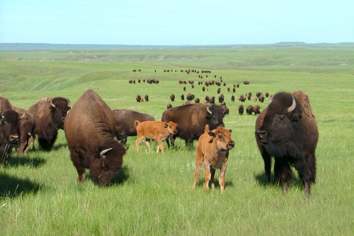 Many adult bison and two calves stand and graze in vast green grasslands.