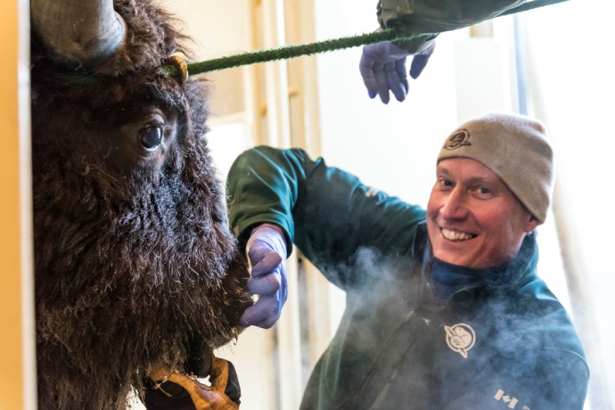 A Parks Canada staff member uses gloved hands to inspect a bison’s teeth.