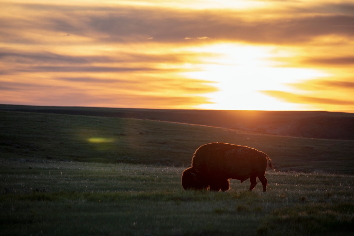 A single bison grazes on grass at sunset.