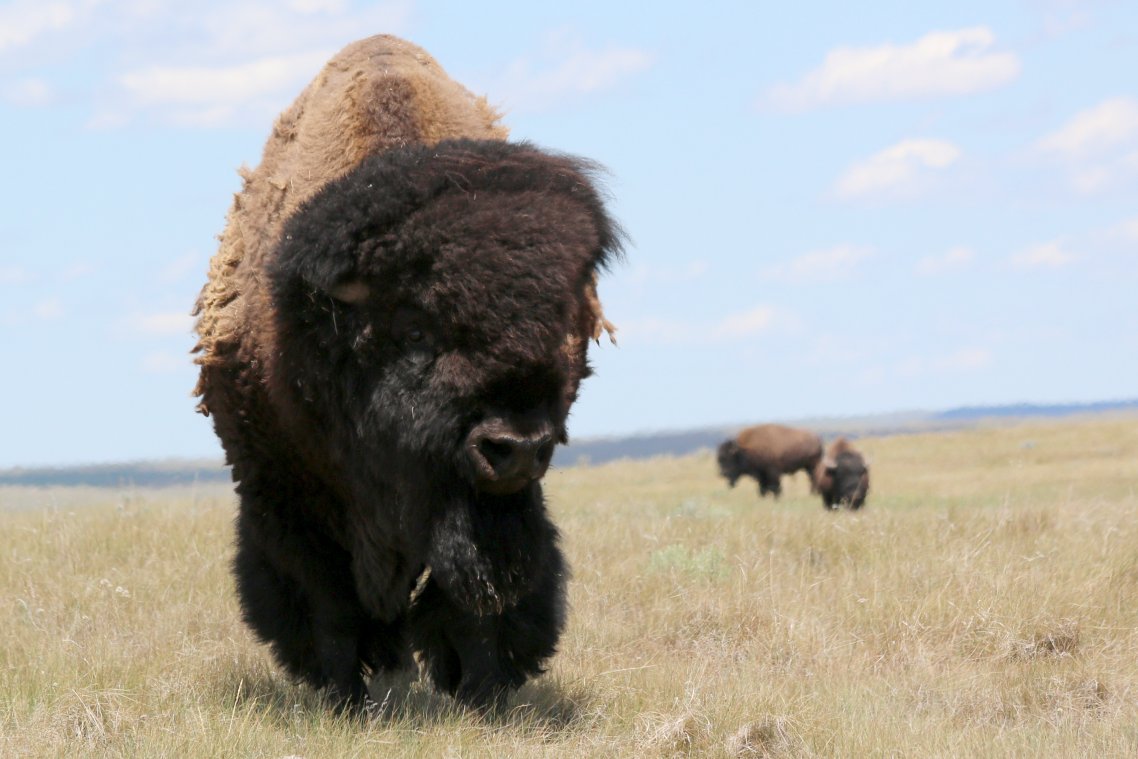 A bison stands on grasslands while two other bison stand in the background.