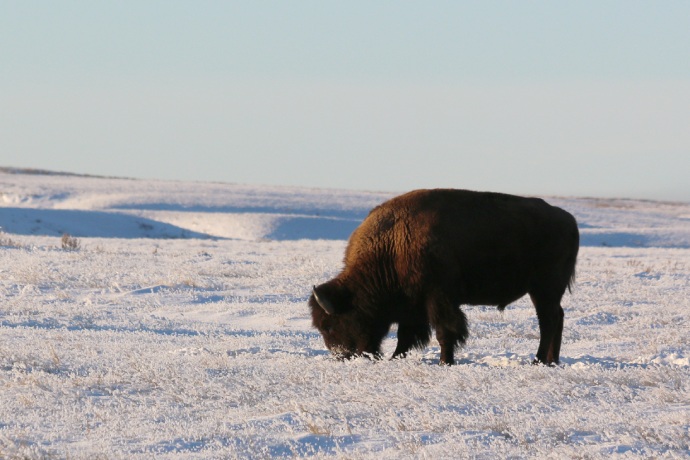 A bison grazes snow-covered frozen grass.