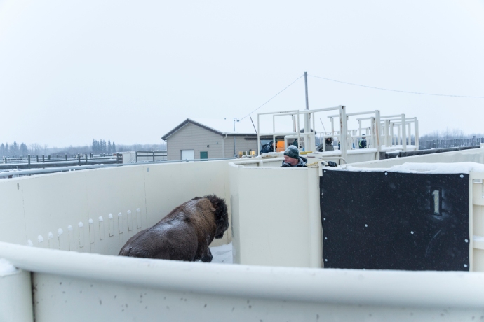 Un bison traverse une cage de contention métallique en direction de l’installation de gestion, sous le regard d’un membre du personnel.
