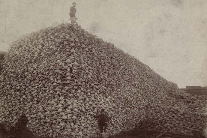 A man stands on top of a giant pile of bison bones, much larger than he, while a second man stands below.