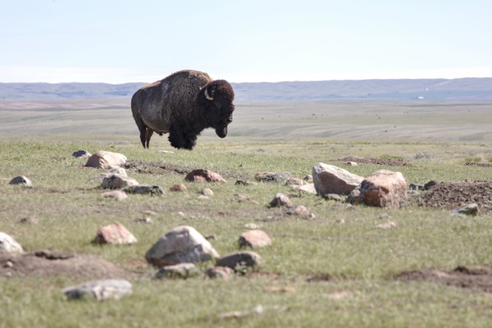 A single bison with a long beard stands in a rock covered green grassy plain.