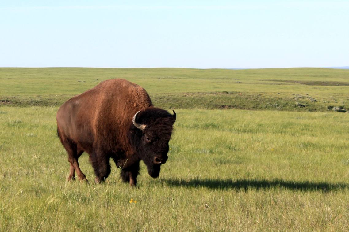 A single bison stands in a vast green landscape.