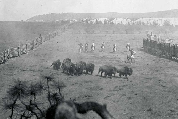 A historic photo of a rancher sitting on a white horse among a herd of fenced-in bison.