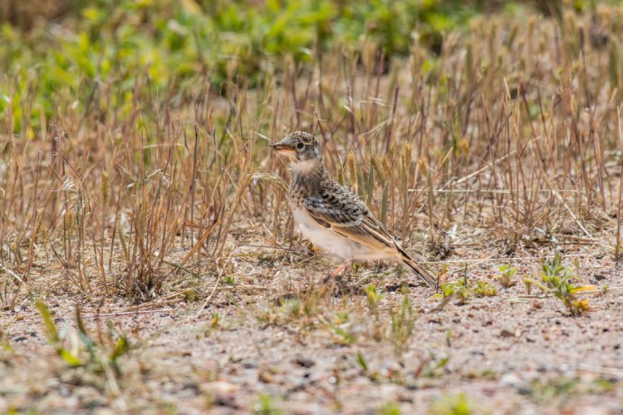 A small speckled bird with a white belly stands in dried grass that is as tall as the bird.
