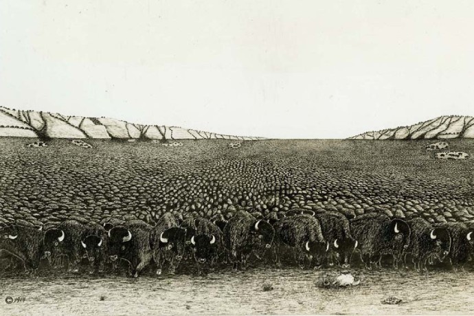 An illustration of thousands of bison stretching the entire landscape as far as the eye can see.