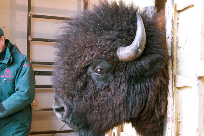 La taille de l'employé de Parcs Canada semble très petite comparée au grand visage d'un bison.