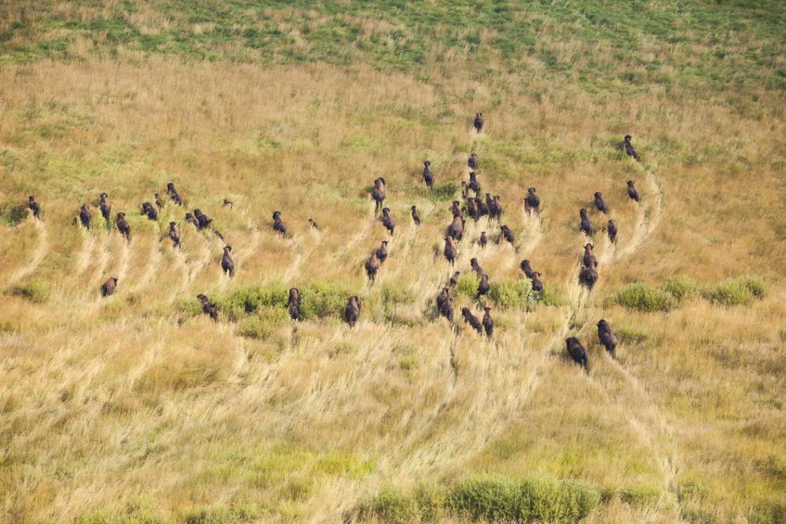 Une vue aérienne de nombreux bisons piétinant l’herbe dorée, créant un réseau de chemins.