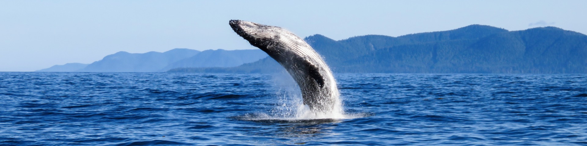 A large whale leaps half way out of coastal waters.