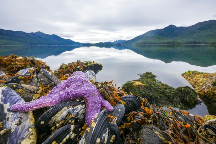 Une grande étoile de mer violette est exposée à marée basse, ainsi que des moules et du varech.