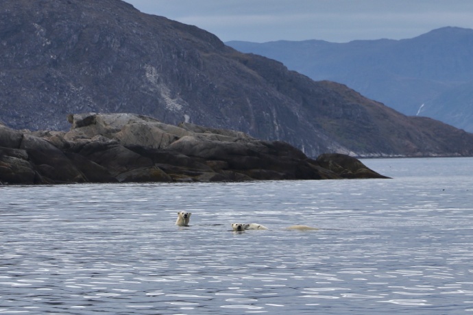 Trois ours blancs nagent dans une eau entourée de montagnes.