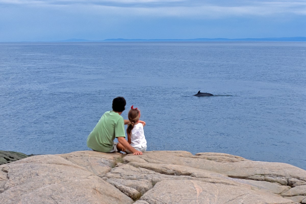 Un père et sa fille s’assoient sur un rivage plus audacieux tout en regardant passer une baleine au loin.