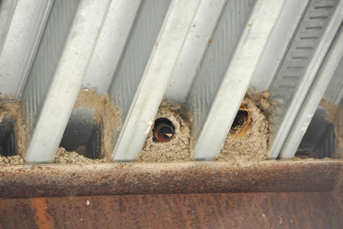 Un petit oiseau sort la tête d’un nid construit dans les crevasses des poutres d’un pont en acier.