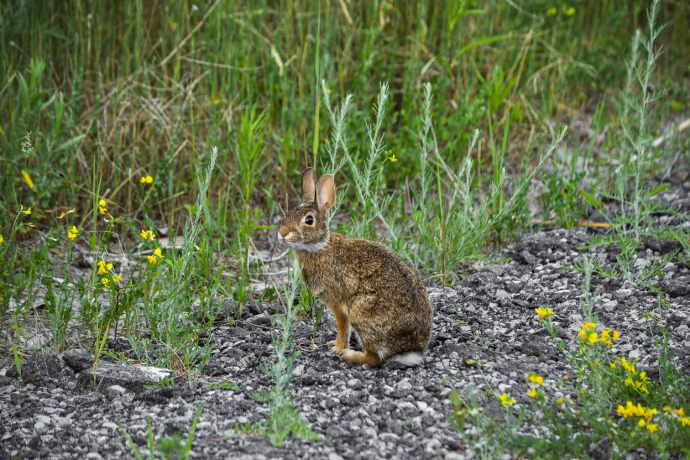 A brown rabbit sits upright on a gravel path surrounded by grass and yellow flowers.