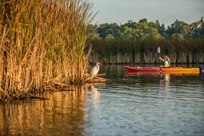 A person in an orange kayak paddles on water among wetlands as a heron stands watching.