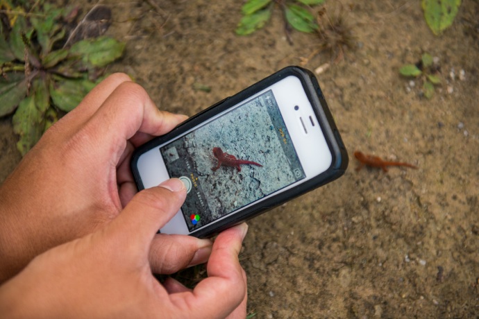 A close up of someone's cell phone screen as they take a photo of a nearby salamander.