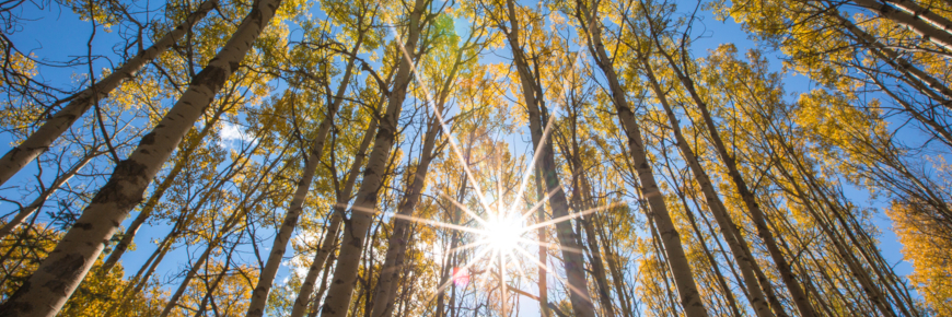 Un bosquet de jeunes arbres avec le soleil qui brille dans le feuillage.
